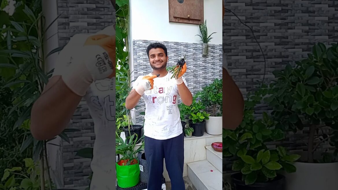 गुलाब को 100% कटिंग से ऐसे उगाएँ। #shorts #youtubeshorts #rose