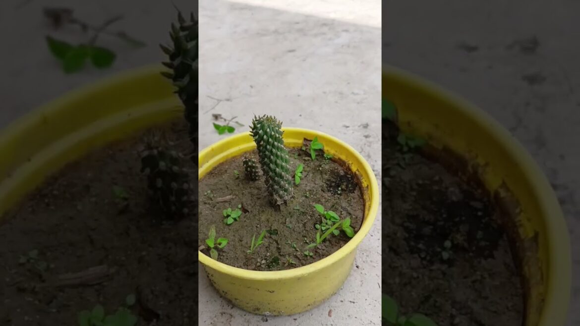 cactus er dal ta theke ki gach hobe?🥺🌵#youtubeshorts #gardening #viralshorts#shortvideo #shorts