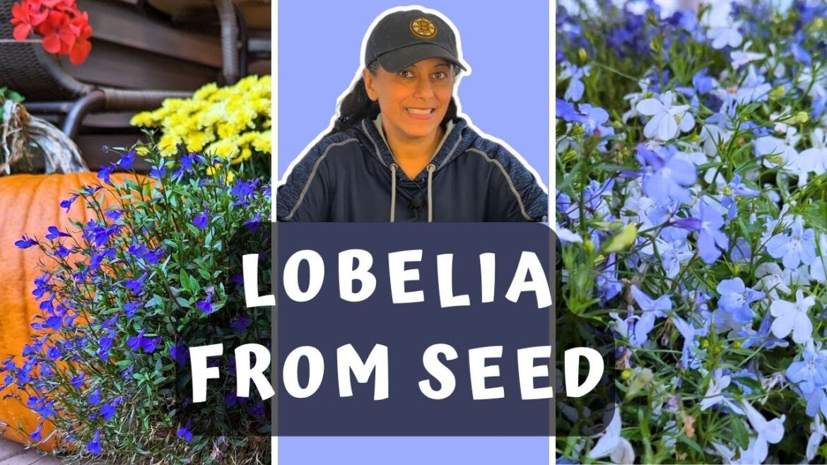 Grow Lobelia From Seed | Sowing Trailing Lobelia Seeds || Budget Gardening Grow Lobelia From Seed | Sowing Trailing Lobelia Seeds || Budget Gardening