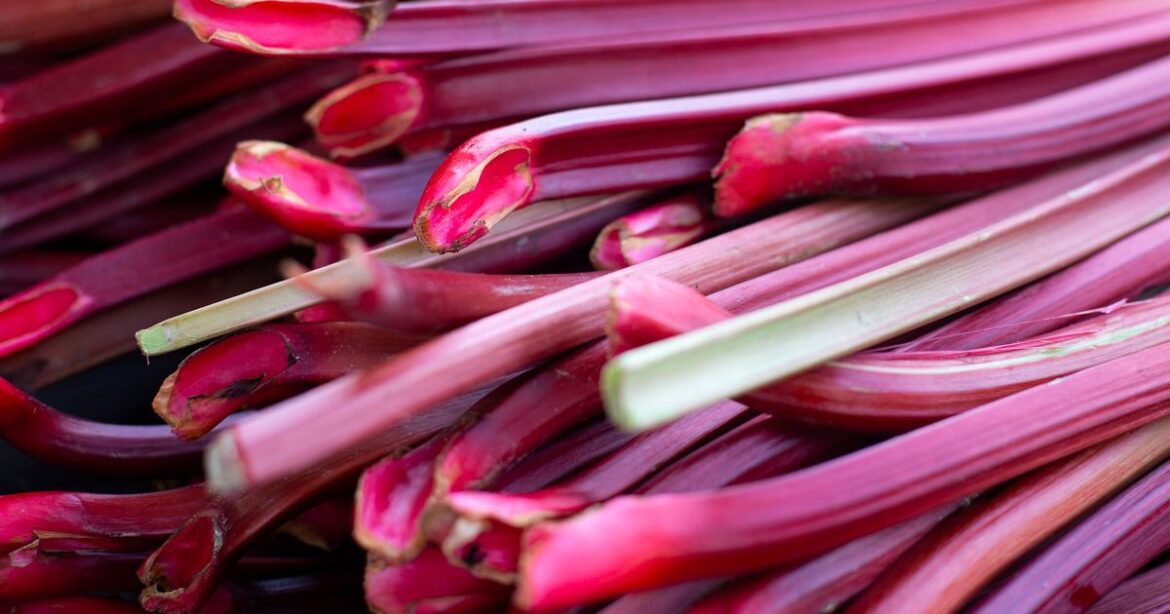 Gardeners told to do one simple job with rhubarb plants before winter arrives Ipso logo