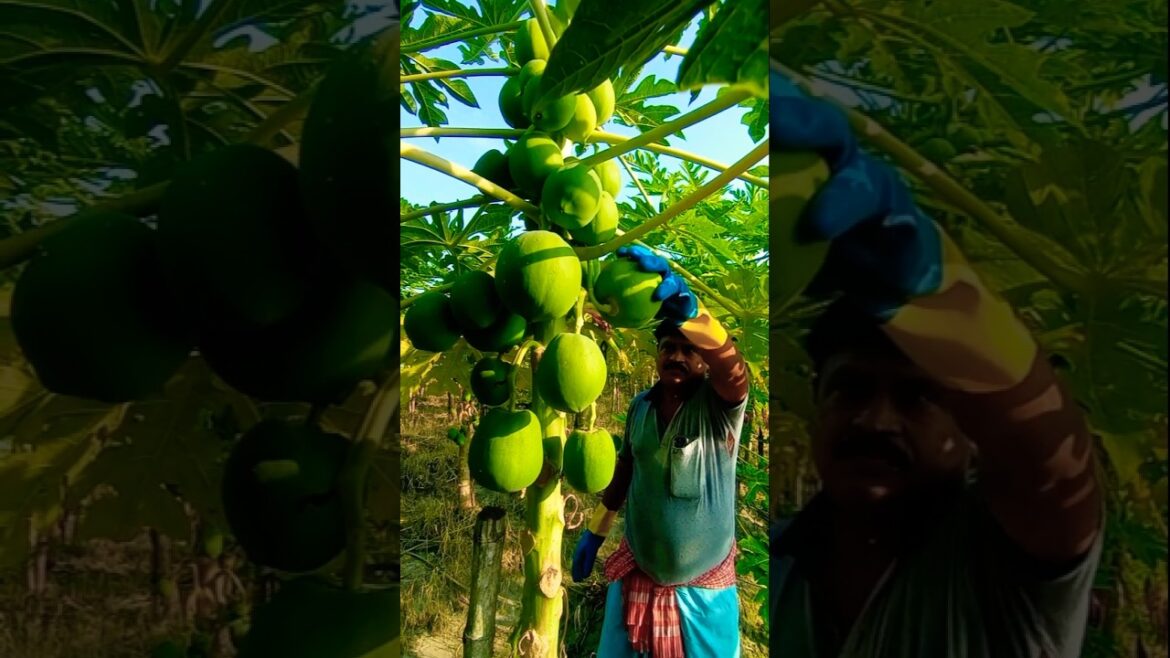 🌿 Fresh Green Papaya Harvest in Morning 🌞 #shorts 🌿 Fresh Green Papaya Harvest in Morning 🌞 #shorts