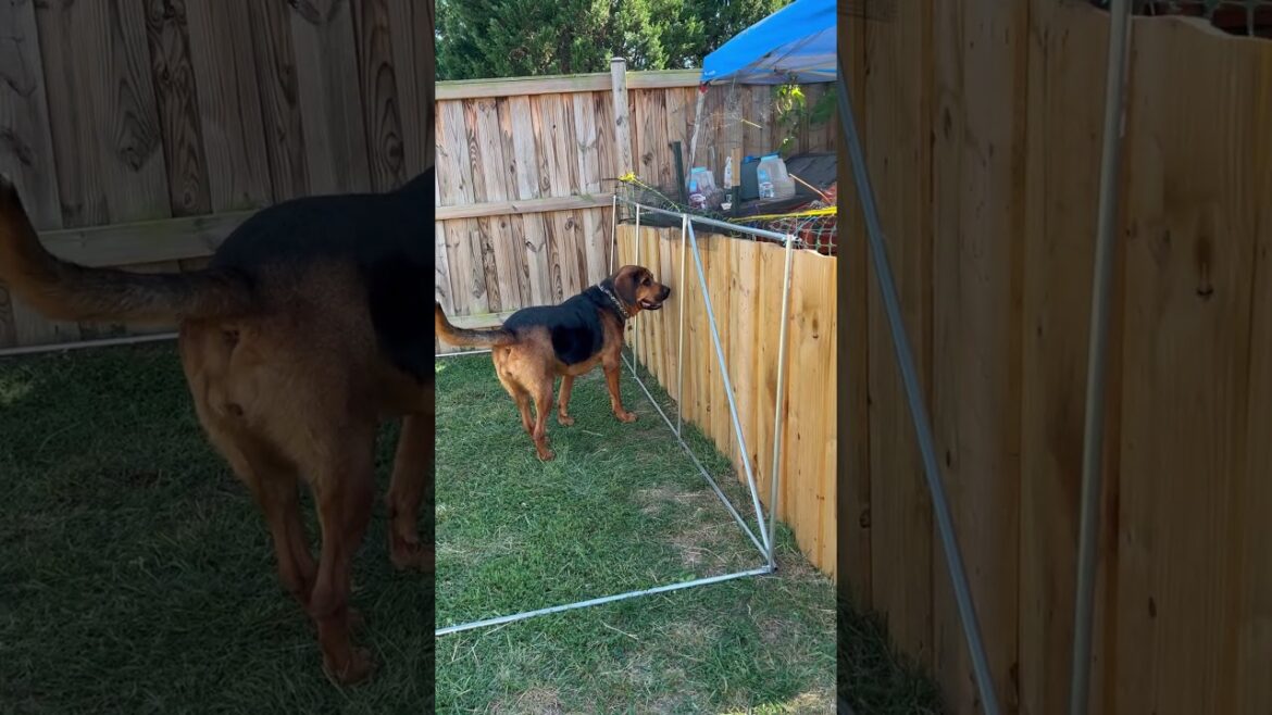 New stuff!#quictent #garden #homegardening #backyardgarden #growyourownfood #mybackyardgarden