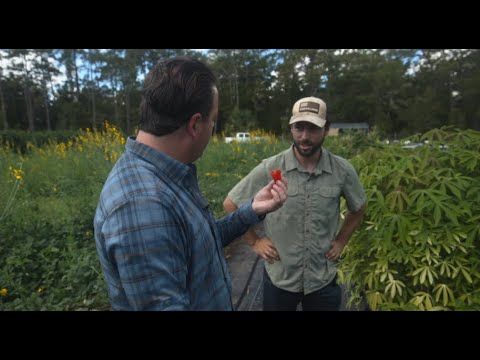 Florida farm teaches families to grow edible landscapes as grocery prices climb Florida farm teaches families to grow edible landscapes as grocery prices climb