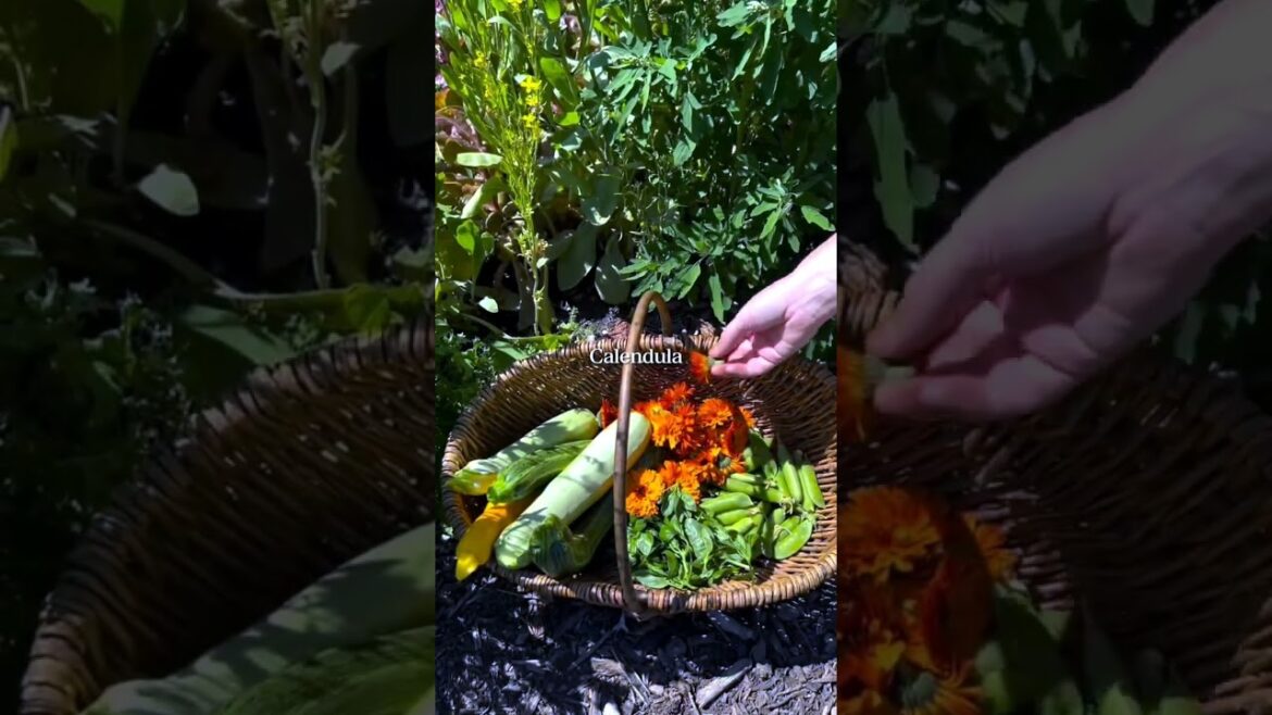 Growing veggies without pesticides & fertilisers. Just soil, sunshine & water 🌞 #gardening #garden