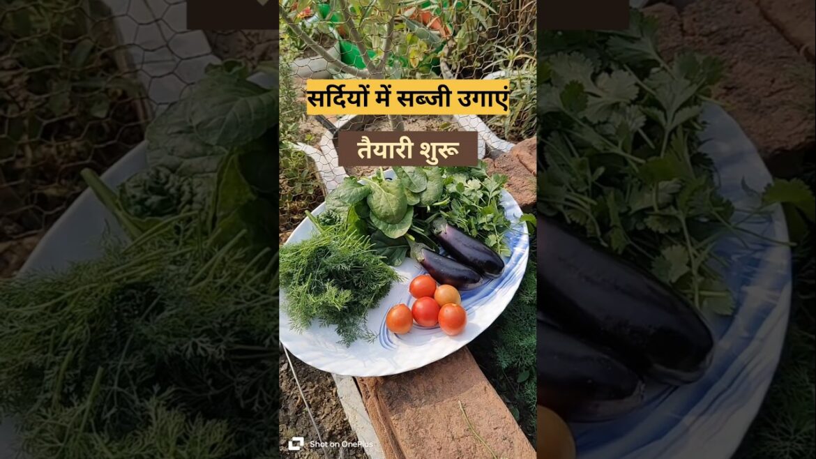 Winter vegetable gardening#Seed starting#Seed starting setup