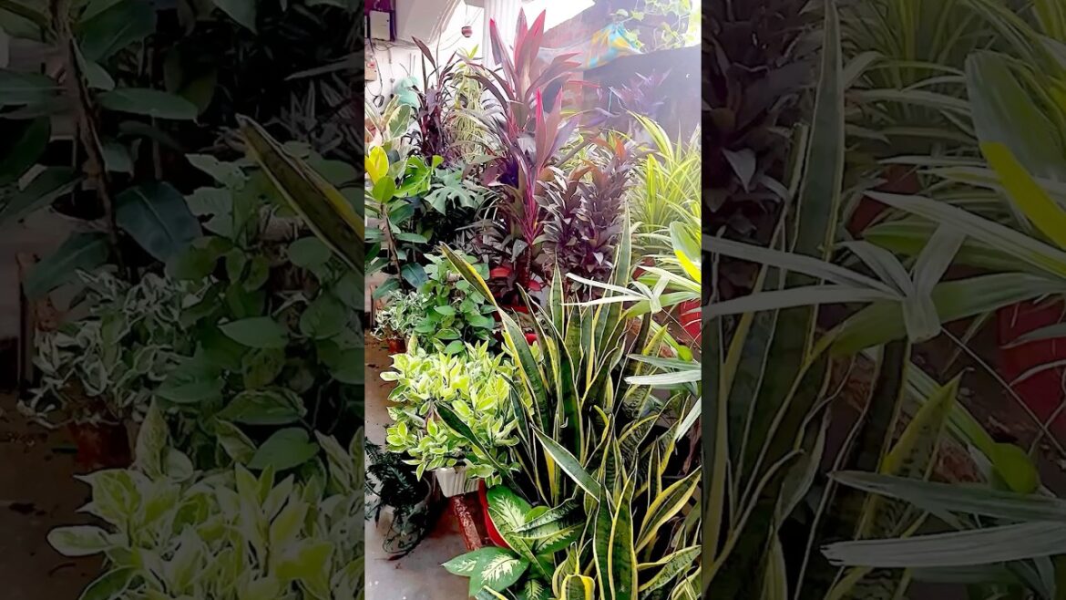5 टिप्स खूबसूरत गार्डेन के लिए #gardening  #garden #gardendecor #plants #shortvideo #shorts #short