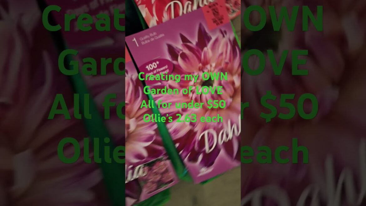 #youtubeshorts RUN DEALS!! THE BEST DEAL ON DAHLIA BULBS OF THE SEASON! 🌼 #gardening