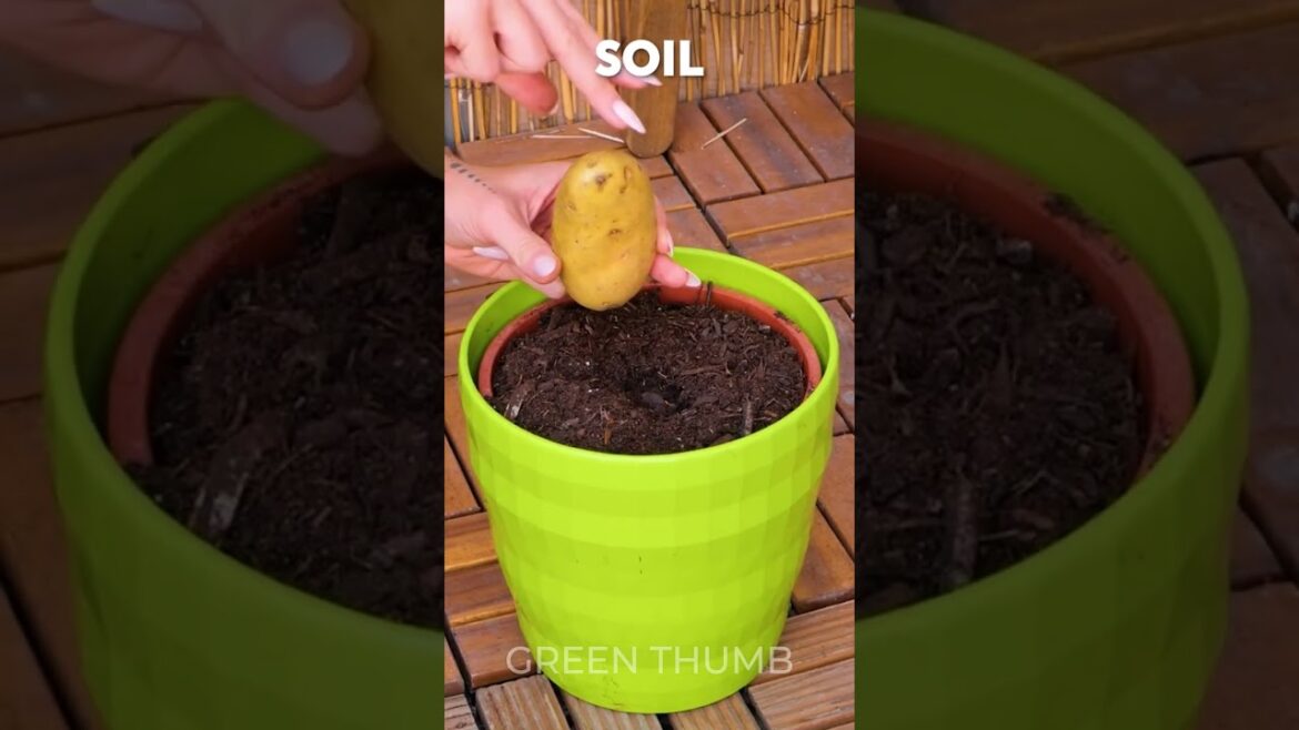 The EASIEST way to grow potato