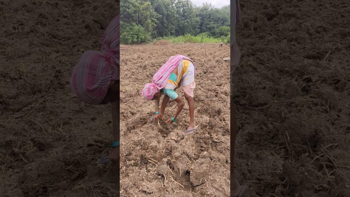 I Grew Lady's Fingers In My Backyard