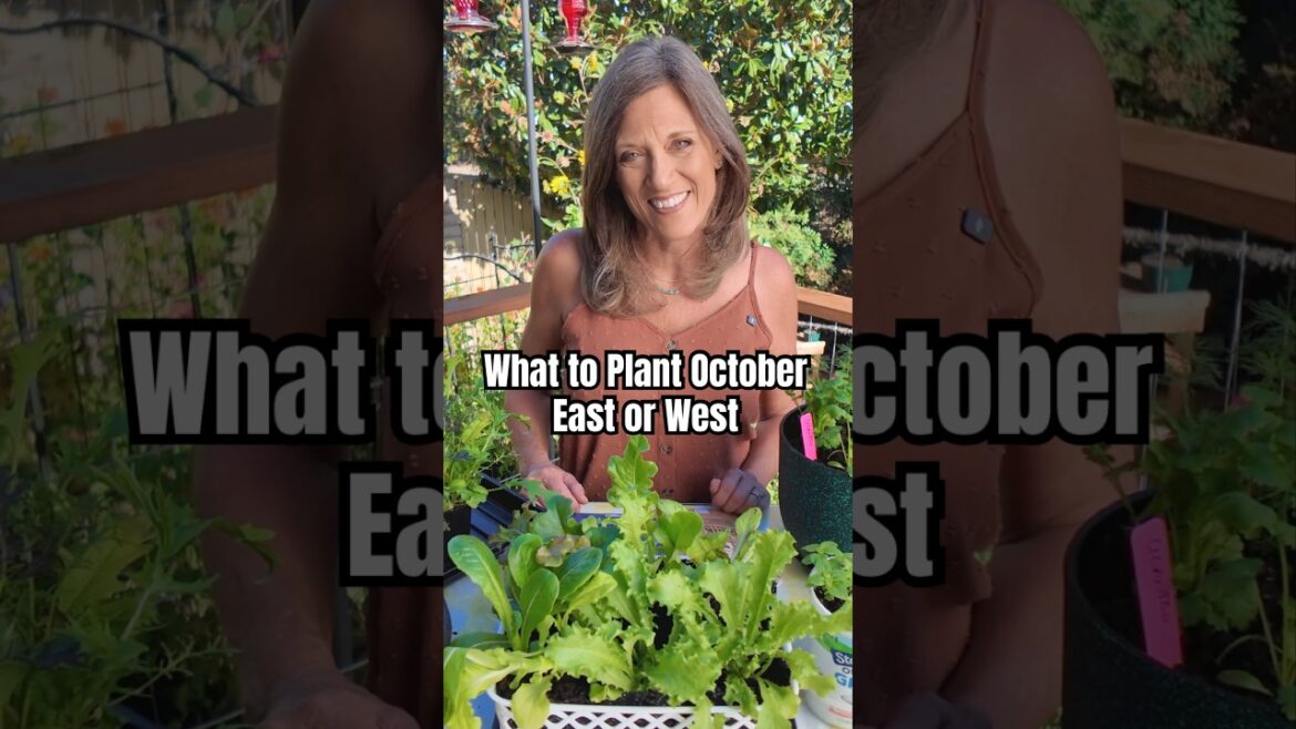 CaliKim: What to Plant in October – Yes you can! What to Plant in October - Yes you can!
