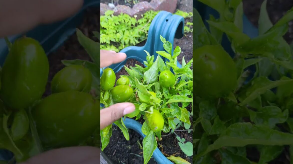 Here's My Little Tour Of Backyard Garden Of Veggies🌴#artist #minivlog #shortvideo #hercules #usa