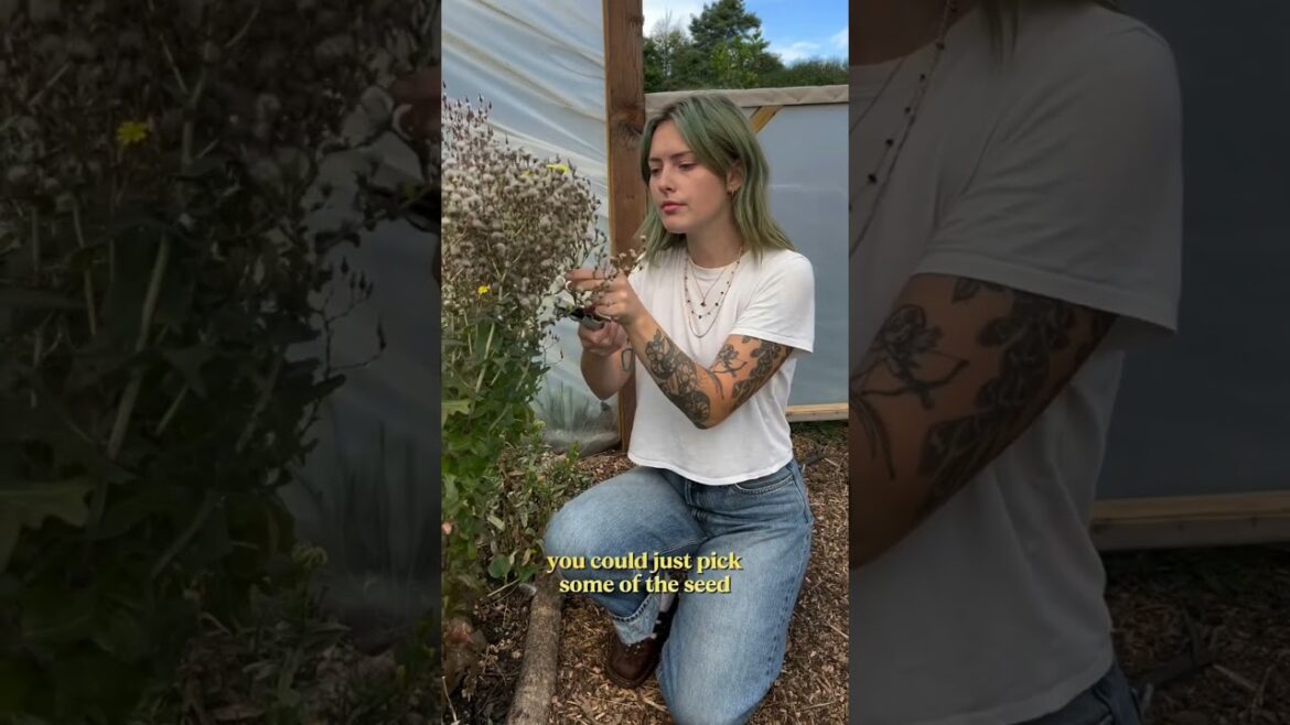 GROW LETTUCE FOR FREE 🥬 One of the easiest plants you can grow, #garden #roomtogrow #realestate GROW LETTUCE FOR FREE 🥬 One of the easiest plants you can grow, #garden #roomtogrow #realestate