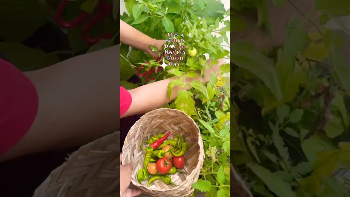 Vegetable Garden 🪴 #trendingshorts #gardening #gardenmakeover #trivandrum #garden #vegetablegarden