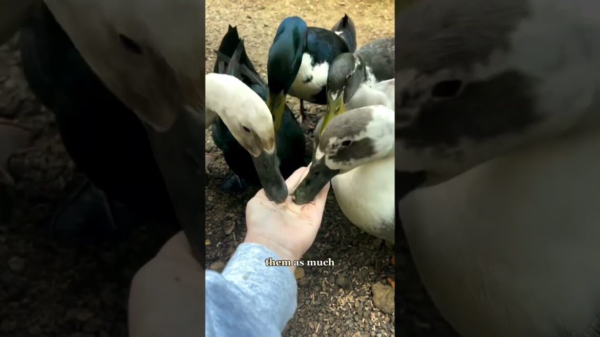 You don’t have a snail problem, you have a duck deficiency” - Bill Mollison. 🦆 This is one  #garden