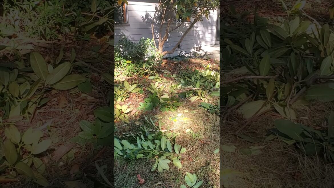 #gardendelight #gardenlandscaping #garden #gardendesign #nature #tree #landscaping #gardendelight #gardenlandscaping #garden #gardendesign #nature #tree #landscaping