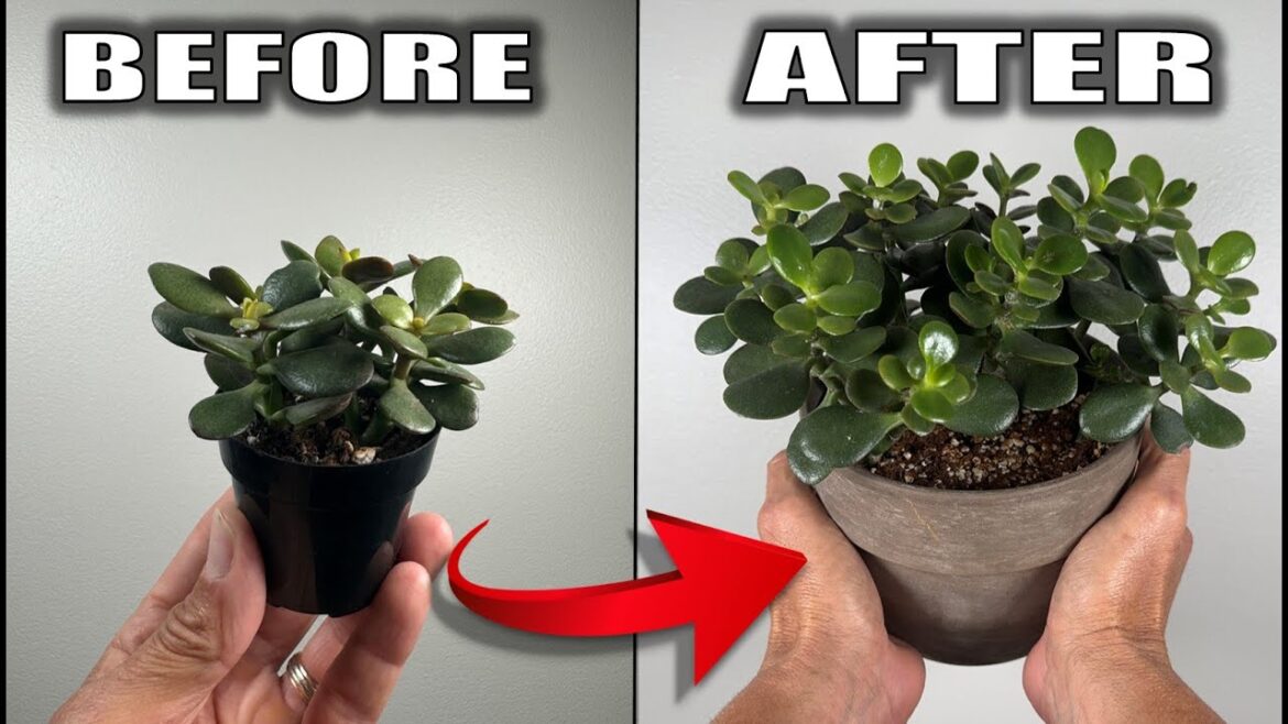 7 Jade Plant Care Tips That You Need to Know – Houseplant Care 7 Jade Plant Care Tips That You Need to Know - Houseplant Care