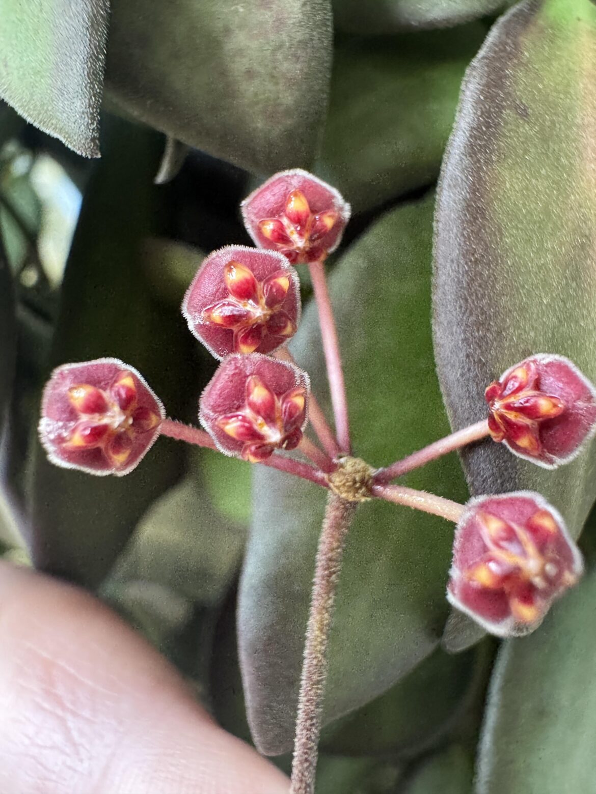 My first ever BLOOM 😍🤩