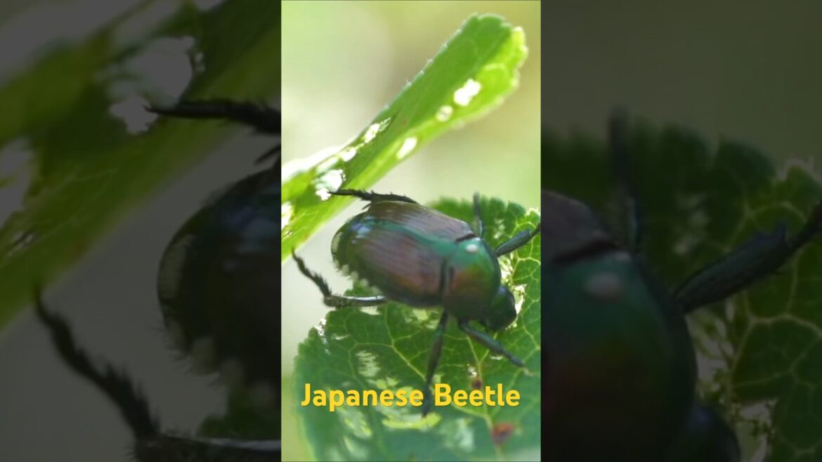 Japanese Beetles GONE with This Simple Trick! #garden #gardening #farming  #wildlife Japanese Beetles GONE with This Simple Trick! #garden #gardening #farming  #wildlife