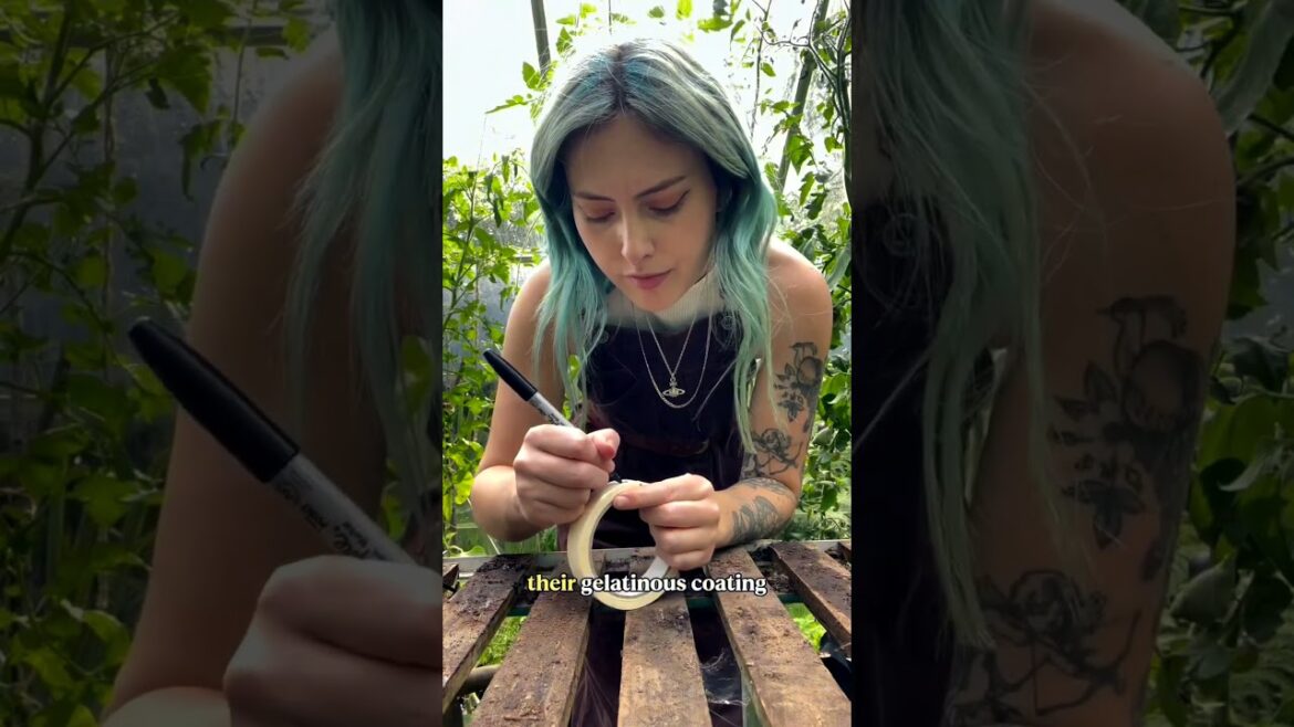 GROW FOOD FOR FREE 💚 Saving seeds is a fundamental step in becoming self sufficient #garden #luxury