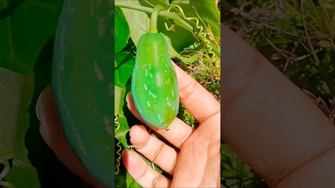 ek chamatkaari poudha #agriculture #plants #farming #vastu #shortsfeed ek chamatkaari poudha #agriculture #plants #farming #vastu #shortsfeed