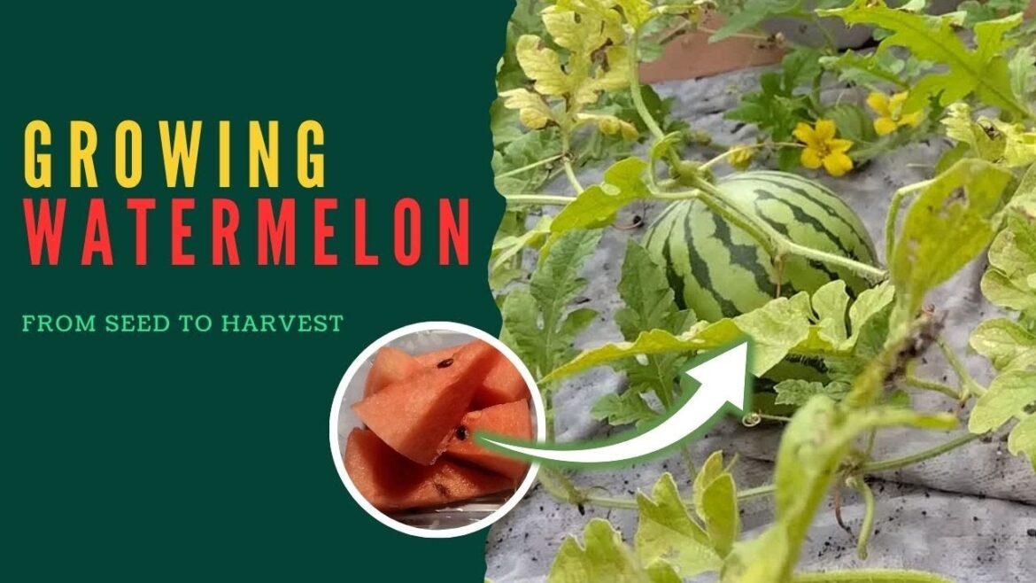 Growing Watermelon in a Pot - Seed to Harvest  Container Gardening Success  #growingwatermelon