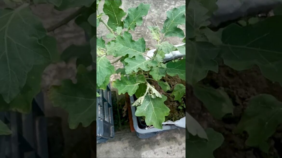 fruit and shoot borer on brinjal plant. 🌱🍆 #gardening  #terracegarden #brinjal #eggplant 🐛