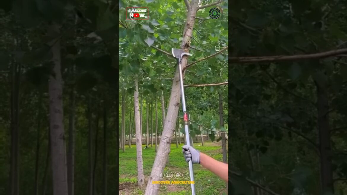 Simple and Best Tree Branch Pruning Pole Saw