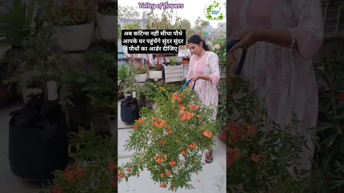 हर घर पौधे भेजने की जिम्मेदारी मेरी 🪴 whatsapp no 8901216183#valleyofflowers #ytshorts #gardening हर घर पौधे भेजने की जिम्मेदारी मेरी 🪴 whatsapp no 8901216183#valleyofflowers #ytshorts #gardening