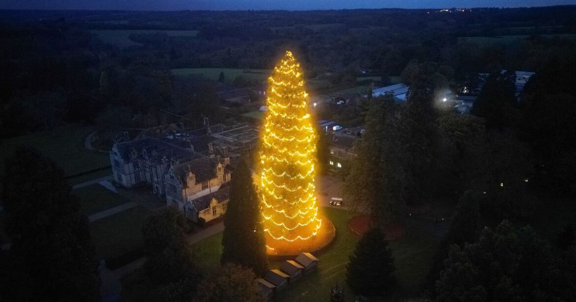 The lesser known alternative to Kew Garden’s festive trail – with one of UK’s biggest Christmas trees Ipso logo