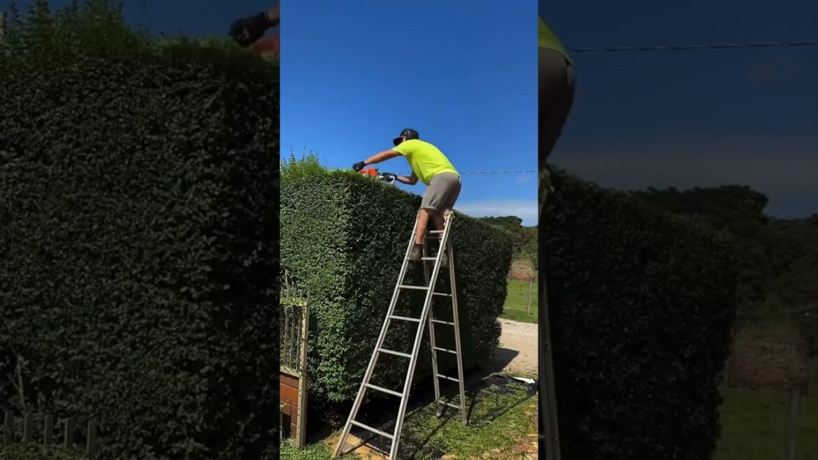 Tree Clean cuts - lawn care House cleaning #grass #lawncare