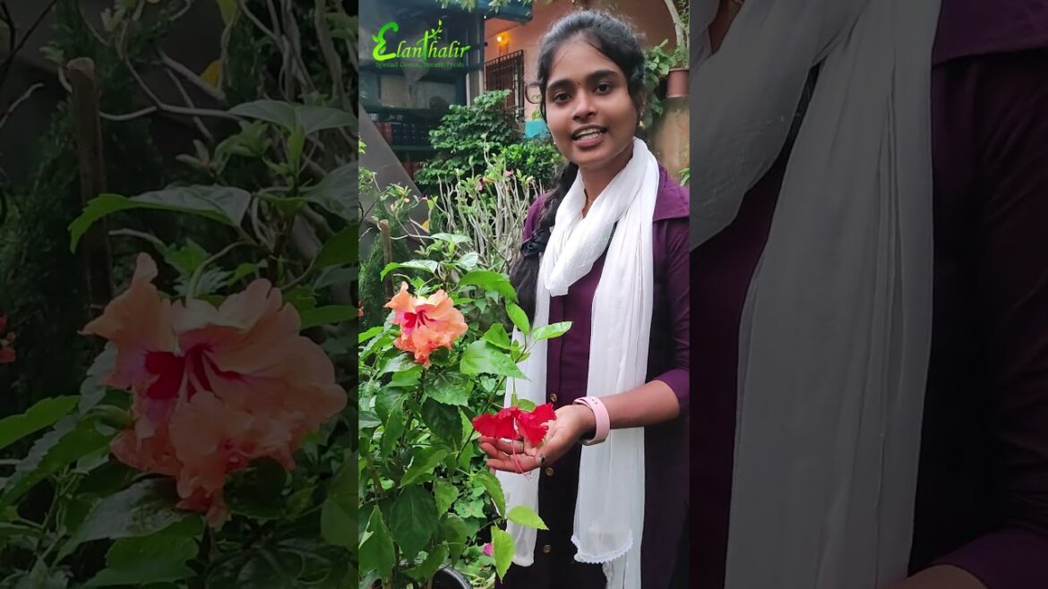 Hibiscus tips #plants #gardening #gardendesign#tips #plants #care  #garden #gardenideas #home Hibiscus tips #plants #gardening #gardendesign#tips #plants #care  #garden #gardenideas #home