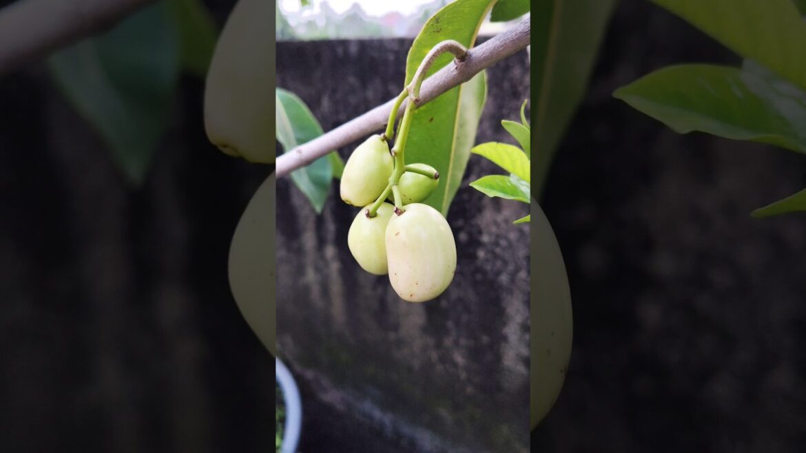 Thai White Jamun Plants in My Garden #gardeningtips #gardening #shorts