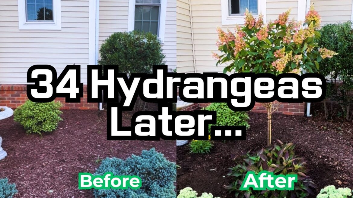 I Spent $1000 on Hydrangeas… and Planted 34 of Them! Dream Lake House Makeover 🌸