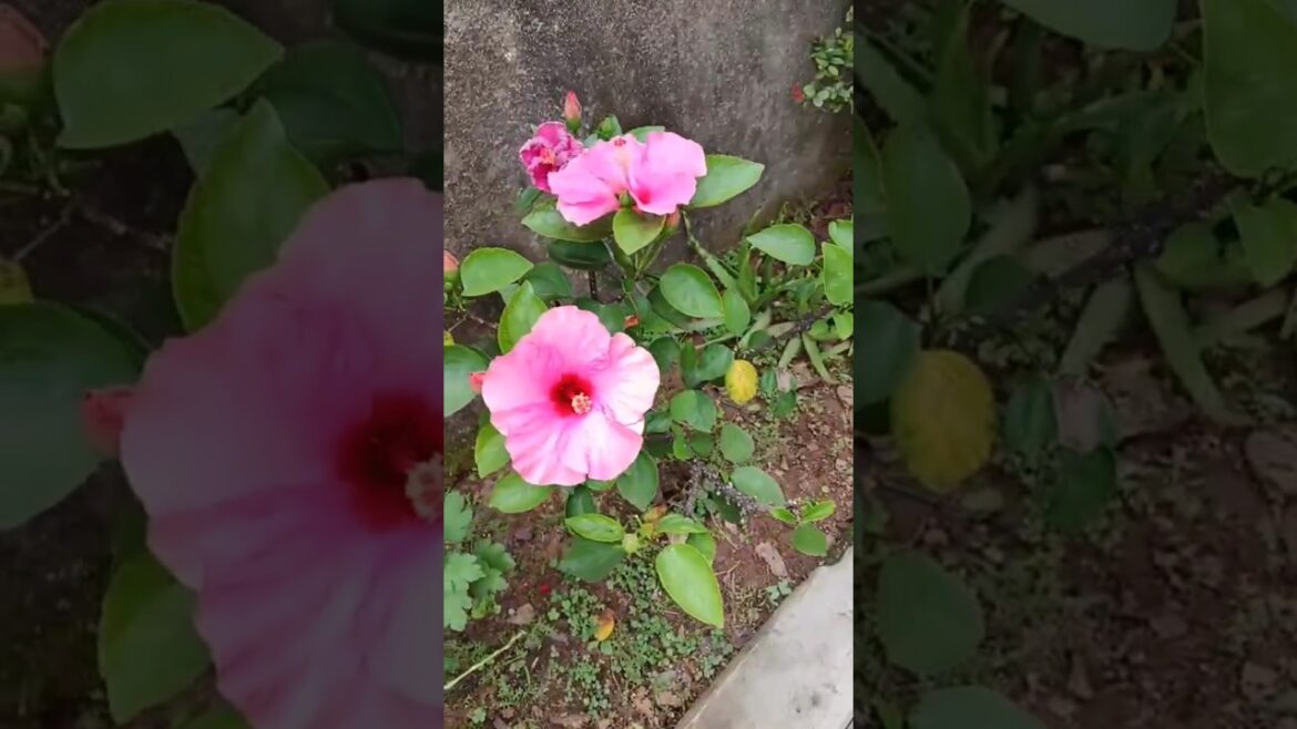 🪴Let’s Try Trends with Beautiful flowers🪴 #homegardening #trendingshorts #ytshortstrending #flowers 🪴Let's Try Trends with Beautiful flowers🪴 #homegardening #trendingshorts #ytshortstrending #flowers