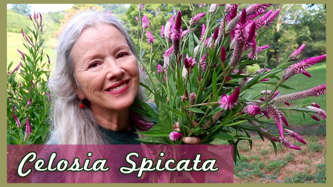 CELOSIA Spicata | Full growing season, cut flowers, saving seed!