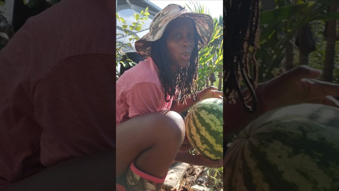 Harvesting Fruit with the kids #backyardgarden #garden Harvesting Fruit with the kids #backyardgarden #garden