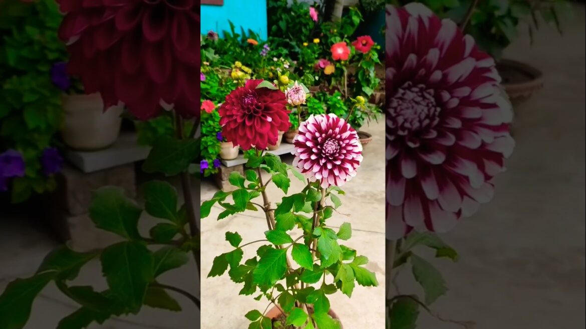 Beautiful flower plant for home garden#homegarden#plants #gardeningtips#gardendesign #gardenflowers