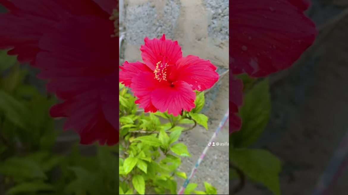 Hibiscus plant ЁЯк┤ #flowers #terracegardenindia #flowergarden #garden #plantsofindia #gardendesign Hibiscus plant ЁЯк┤ #flowers #terracegardenindia #flowergarden #garden #plantsofindia #gardendesign