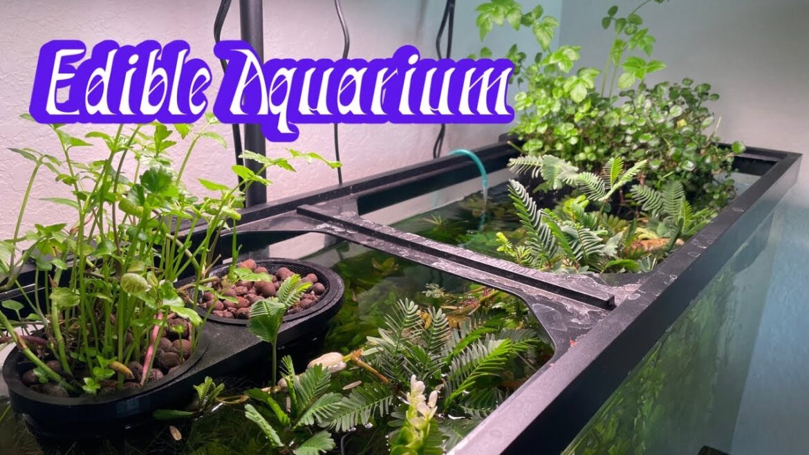 Edible Aquarium Exploring edible aquatic plants in the Aquarium Edible Aquarium Exploring edible aquatic plants in the Aquarium