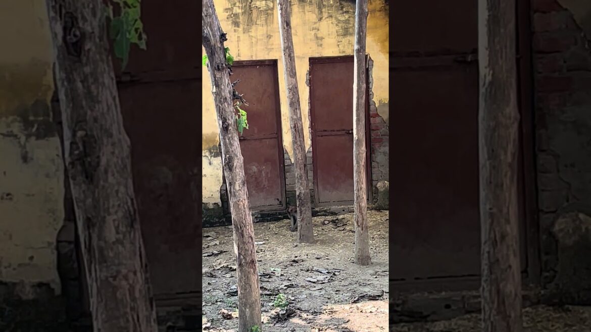 Monkey(Bandar) climbing video st.3