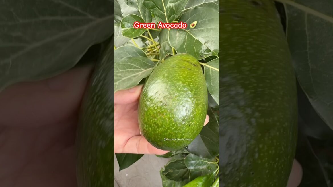 Fruit Cutting Green Avocado 🥑😱 #shorts #fruit #satisfying #enjoy #shortsvideo