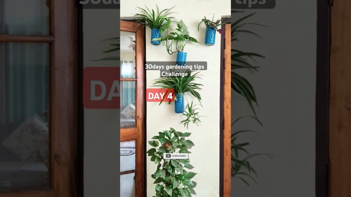 30days gardening tips challenge 🙏DAY 4 #viral #gardningtips #reels #plantswithbabita #shorts