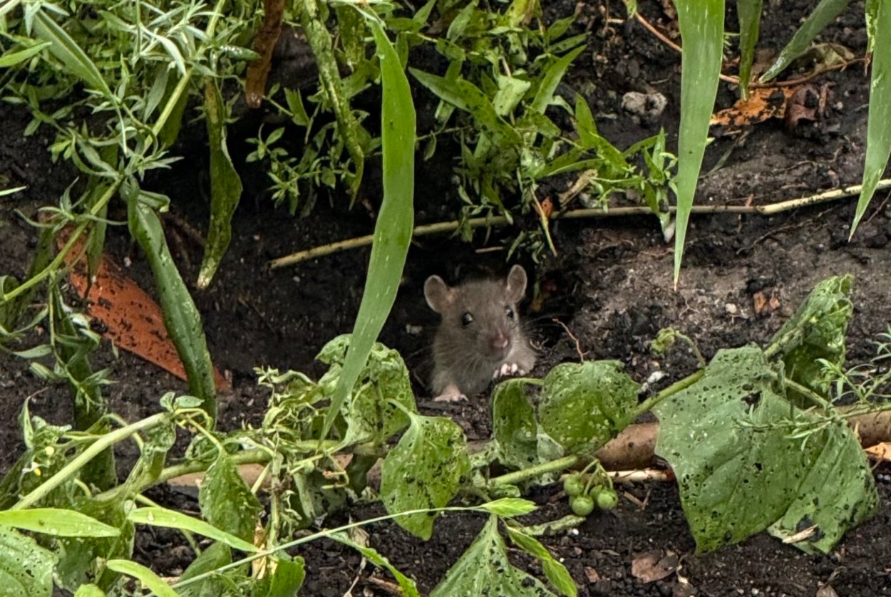 A rat peaks out of a burrow in Hell's Kitchen Park. 