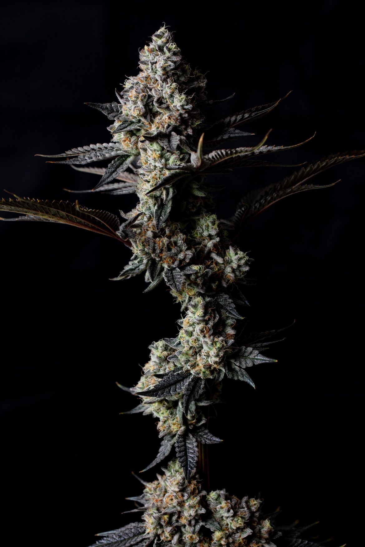 Joker Juice by Rambos Cousin