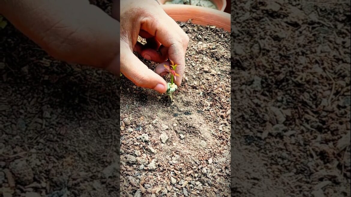 Start Your Seeds Right: Expert Seed Starting Advice #seeds #flower #shorts #nature #success