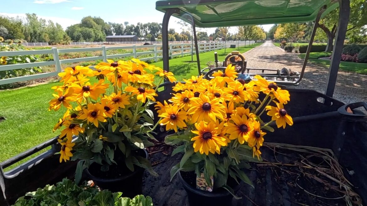 Refreshing a Couple Containers & Finishing the Boxwood Hedge in the Entryway! 🌼🍂🌿