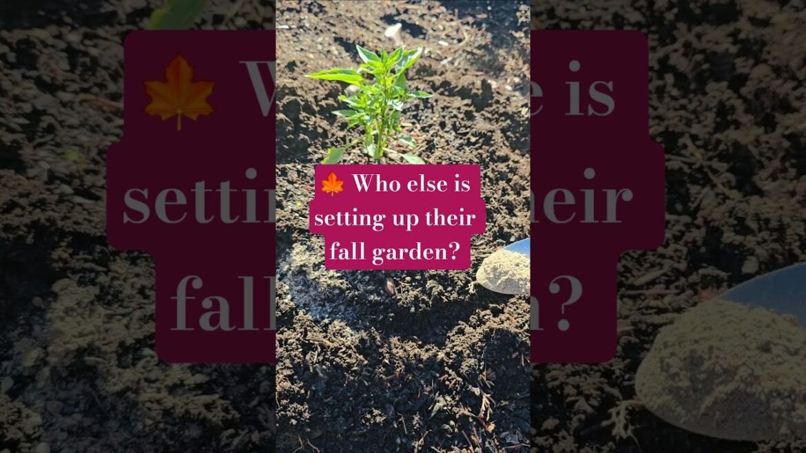 🍁 Who else is setting up their fall garden? Let’s get those cool-weather crops growing#FallGarden