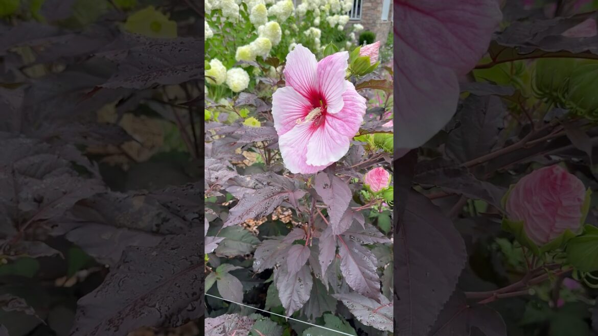 I COULDN’T RESIST! #gardening #gardeningideas #garden #beginnergardening #beginnergardener #shorts