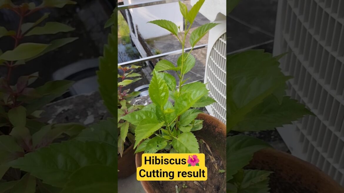 🪴#hibiscus Plant From Cutting Hibiscus Cutting result#youtubeshort #shorts #gardening 🪴 🪴#hibiscus Plant From Cutting Hibiscus Cutting result#youtubeshort #shorts #gardening 🪴