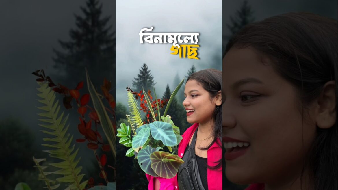 ফ্রিতে এতগুলো গাছ পেলাম? 😰🌱#lifestyle #bengali #minivlog #gardening ফ্রিতে এতগুলো গাছ পেলাম? 😰🌱#lifestyle #bengali #minivlog #gardening